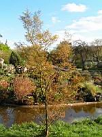 Acer palmatum cv Hoshi Kuzu (fam Aceracees) (Photo F. Mrugala) (1)